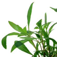 Hygrophila corymbosa 'Siamensis 53B' - Potted - Planted Aquaria