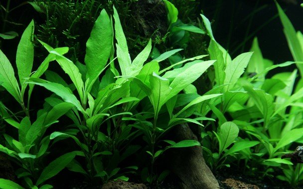 Hygrophila corymbosa 'Siamensis 53B' - Potted - Planted Aquaria