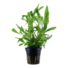 Hygrophila corymbosa 'Siamensis 53B' - Potted - Planted Aquaria