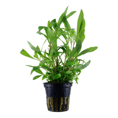 Hygrophila corymbosa 'Siamensis 53B' - Potted - Planted Aquaria