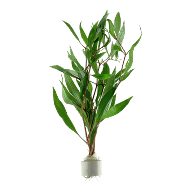 Hygrophila corymbosa - Unpotted - Planted Aquaria