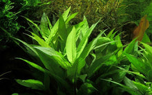 Hygrophila corymbosa - Unpotted - Planted Aquaria