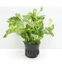 Hygrophila corymbosa variegatus - Potted - Planted Aquaria
