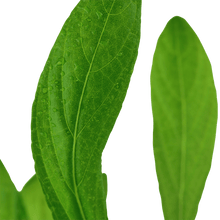 Hygrophila costata - Potted - Planted Aquaria