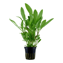 Hygrophila costata - Potted - Planted Aquaria