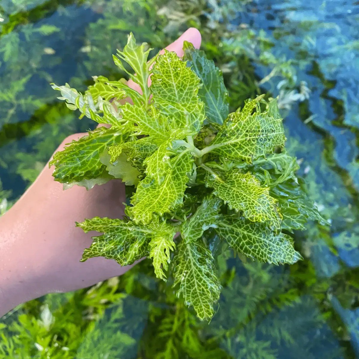 Hygrophila difformis variegated (Water Wysteria) - Potted - Planted Aquaria