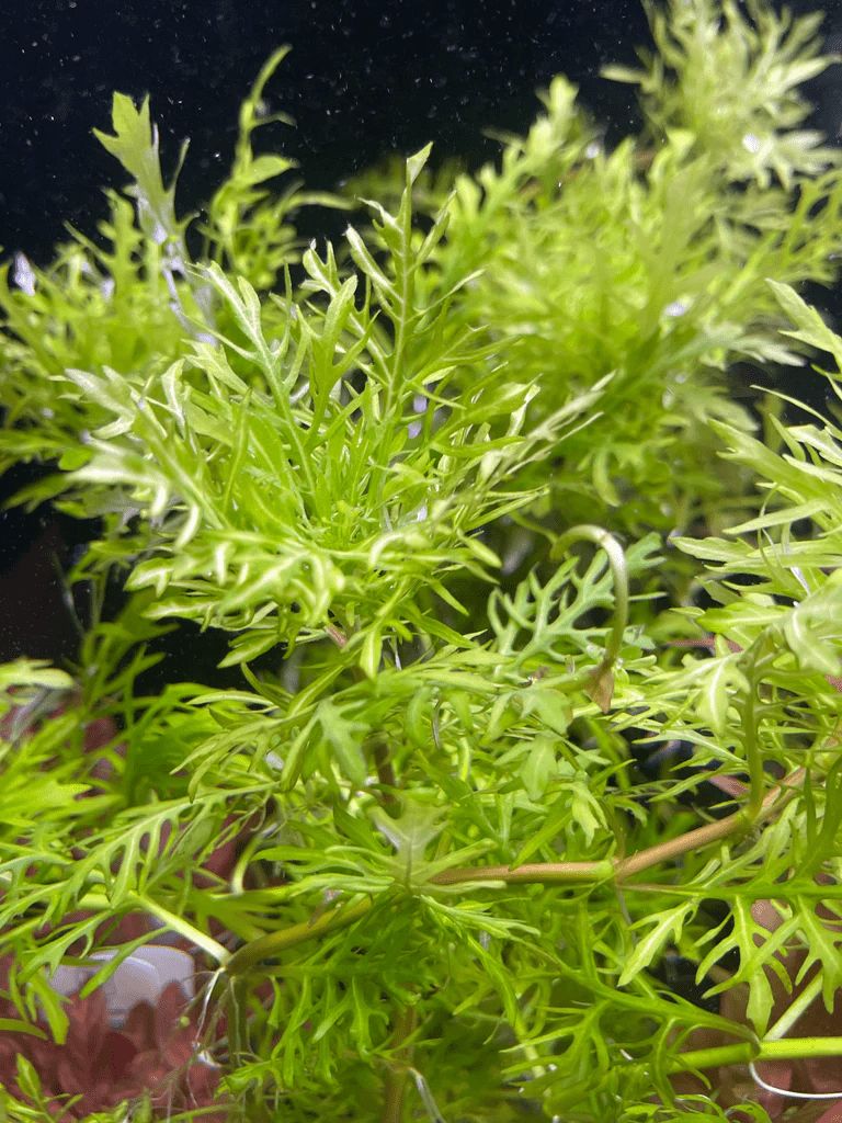 Hygrophila difformis variegated (Water Wysteria) - Potted - Planted Aquaria