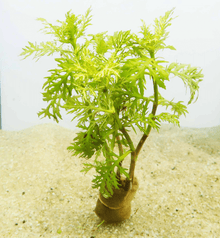 Hygrophila difformis variegated (Water Wysteria) - Potted - Planted Aquaria