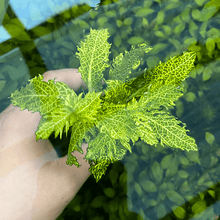 Hygrophila difformis variegated (Water Wysteria) - Potted - Planted Aquaria