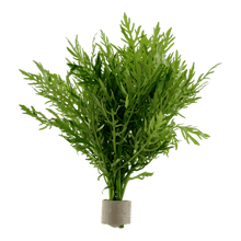 Hygrophila difformis (Water Wysteria) - Potted - Planted Aquaria