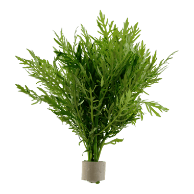 Hygrophila difformis (Water Wysteria) - Potted - Planted Aquaria