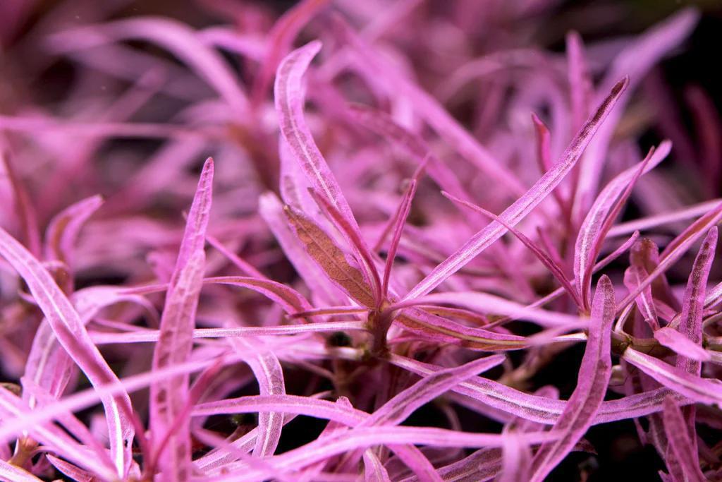 Hygrophila Lancea 'Araguaia' sp. Chai - ADA TC - Planted Aquaria