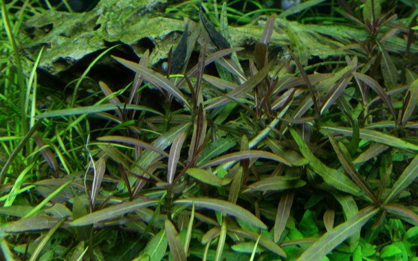 Hygrophila lancea 'Araguaia' - Tropica TC - Planted Aquaria