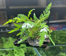 Hygrophila pinnatifida on 10cm Driftwood - Planted Aquaria