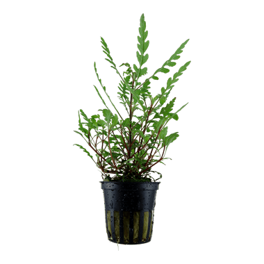 Hygrophila pinnatifida - Potted - Planted Aquaria