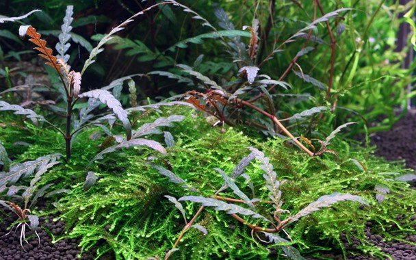 Hygrophila pinnatifida - Potted - Planted Aquaria