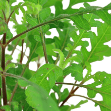 Hygrophila pinnatifida - Potted - Planted Aquaria