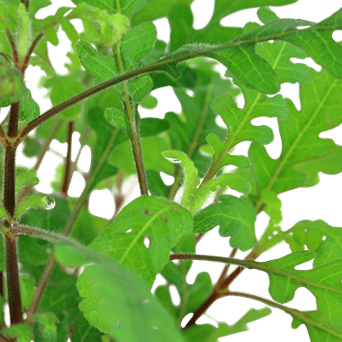 Hygrophila pinnatifida - Potted - Planted Aquaria