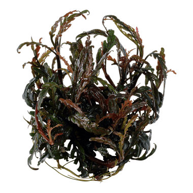 Hygrophila pinnatifida - Tropica TC - Planted Aquaria