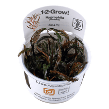 Hygrophila pinnatifida - Tropica TC - Planted Aquaria