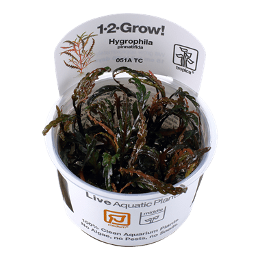 Hygrophila pinnatifida - Tropica TC - Planted Aquaria