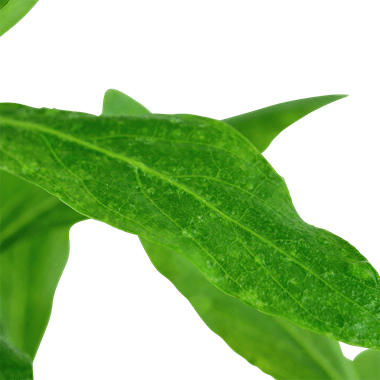 Hygrophila polysperma - Potted - Planted Aquaria