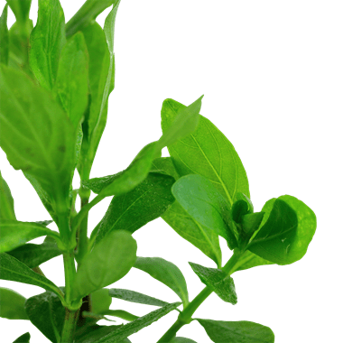 Hygrophila polysperma - Potted - Planted Aquaria