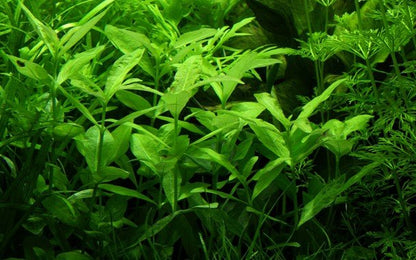 Hygrophila polysperma - Potted - Planted Aquaria