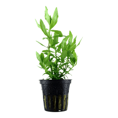 Hygrophila polysperma - Potted - Planted Aquaria