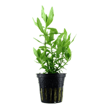 Hygrophila polysperma - Potted - Planted Aquaria