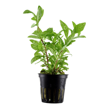 Hygrophila polysperma 'Rosanervig' - Potted - Planted Aquaria