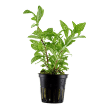 Hygrophila polysperma 'Rosanervig' - Potted - Planted Aquaria