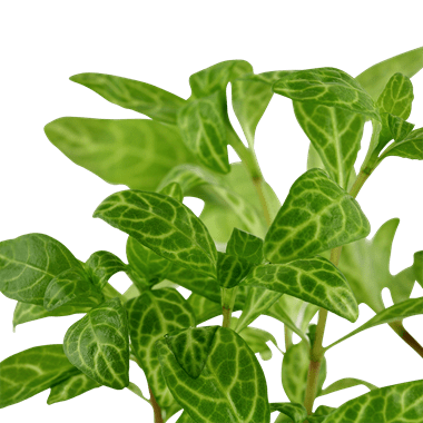 Hygrophila polysperma 'Rosanervig' - Potted - Planted Aquaria