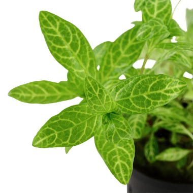 Hygrophila polysperma 'Rosanervig' - Potted - Planted Aquaria