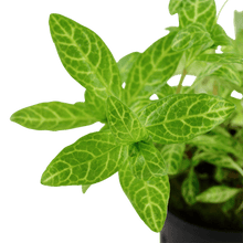 Hygrophila polysperma 'Rosanervig' - Potted - Planted Aquaria