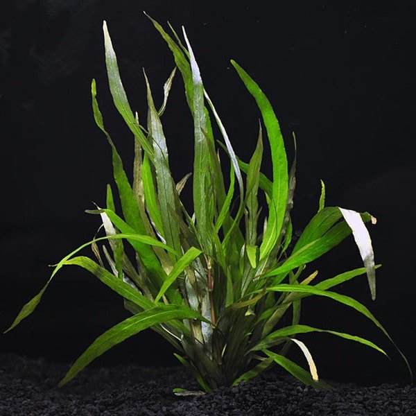 Hygrophila salicifolia rubra - Potted - Planted Aquaria