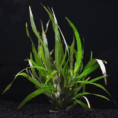 Hygrophila salicifolia rubra - Potted - Planted Aquaria