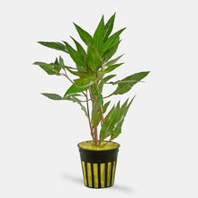 Hygrophila salicifolia rubra - Potted - Planted Aquaria