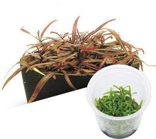 Hygrophila sp. 'Araguaia' - ADA TC - Planted Aquaria