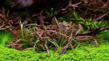 Hygrophila sp. 'Araguaia' - ADA TC - Planted Aquaria