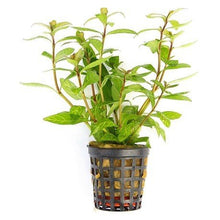 Hygrophila Sunset - Potted - Planted Aquaria