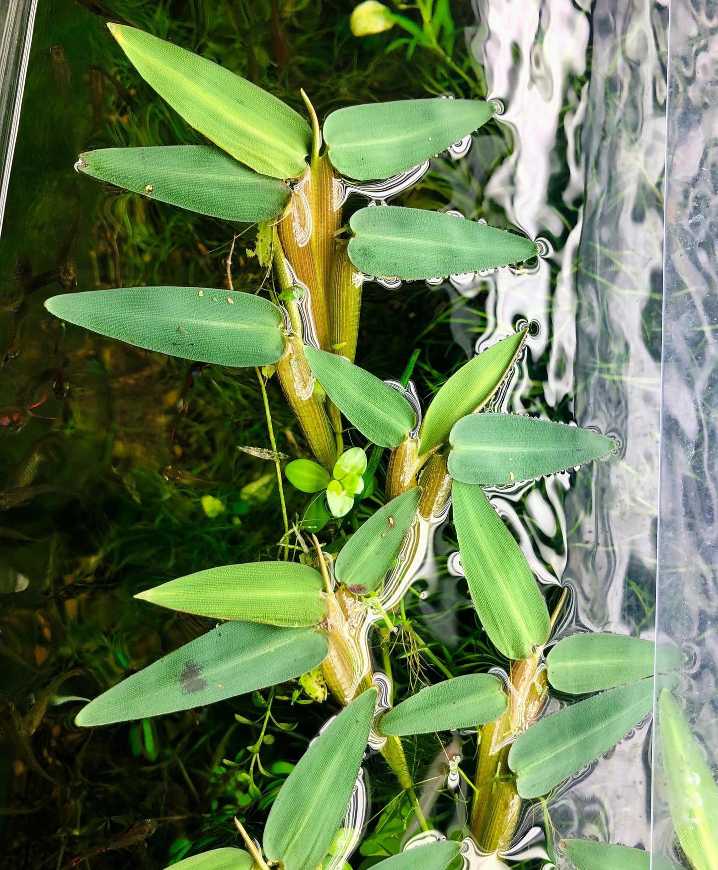 Hygroryza aristata - ADA TC - Planted Aquaria