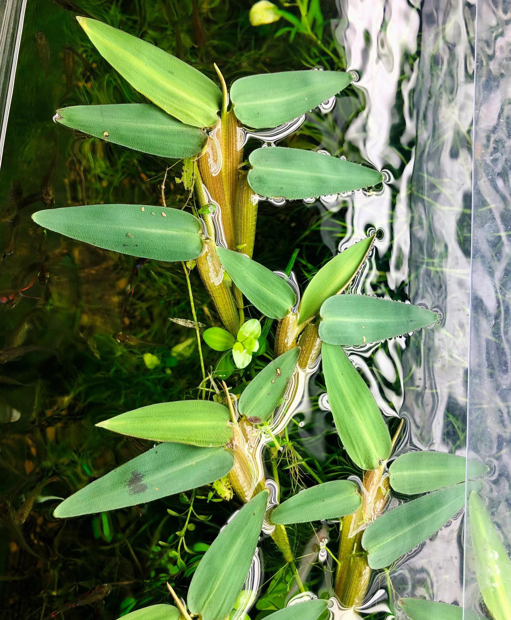 Hygroryza aristata - ADA TC - Planted Aquaria
