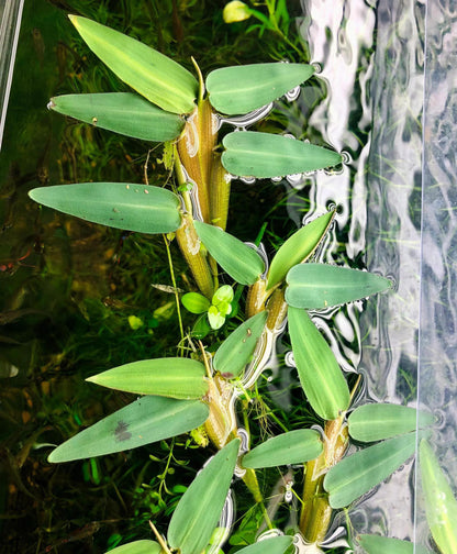 Hygroryza aristata - ADA TC - Planted Aquaria