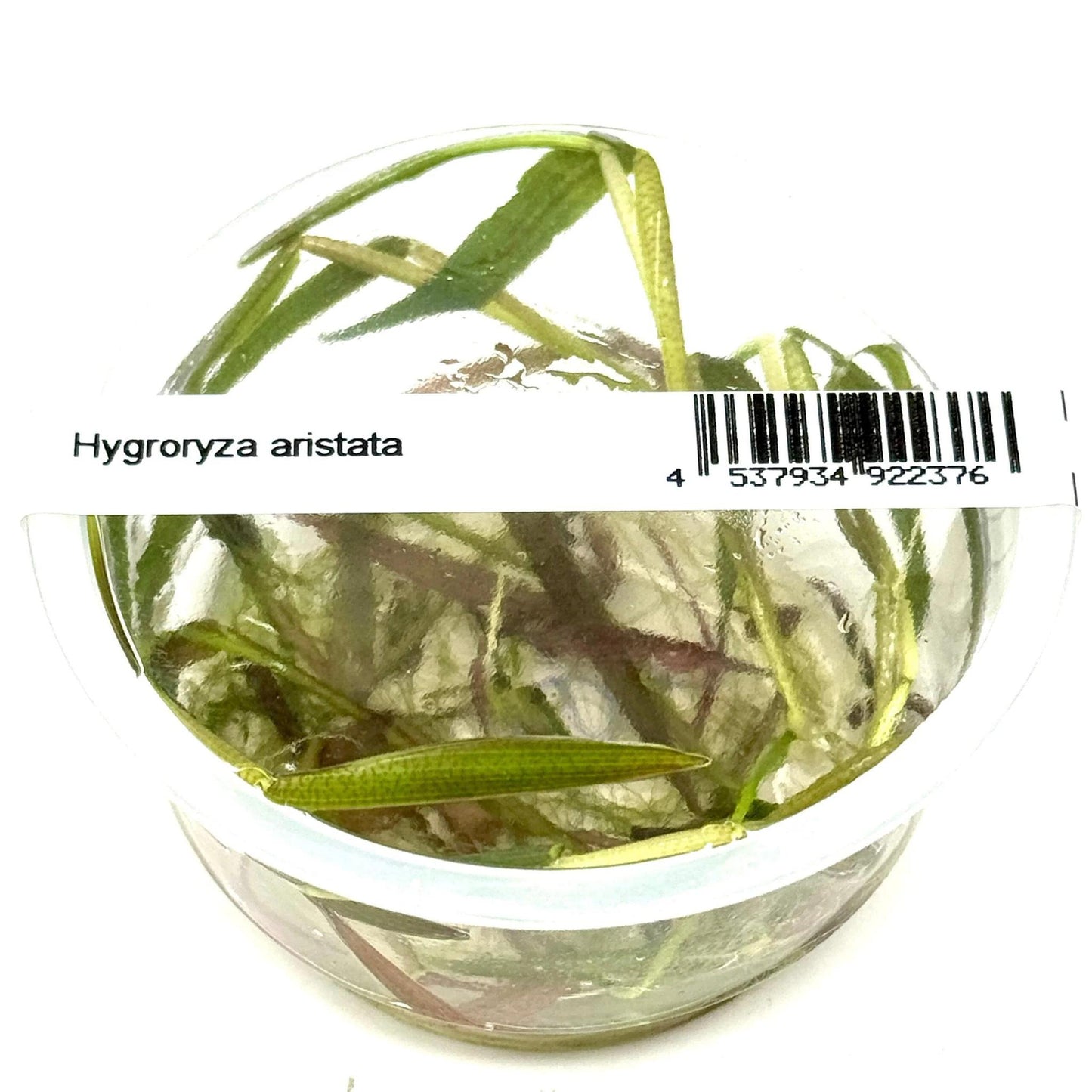 Hygroryza aristata - ADA TC - Planted Aquaria