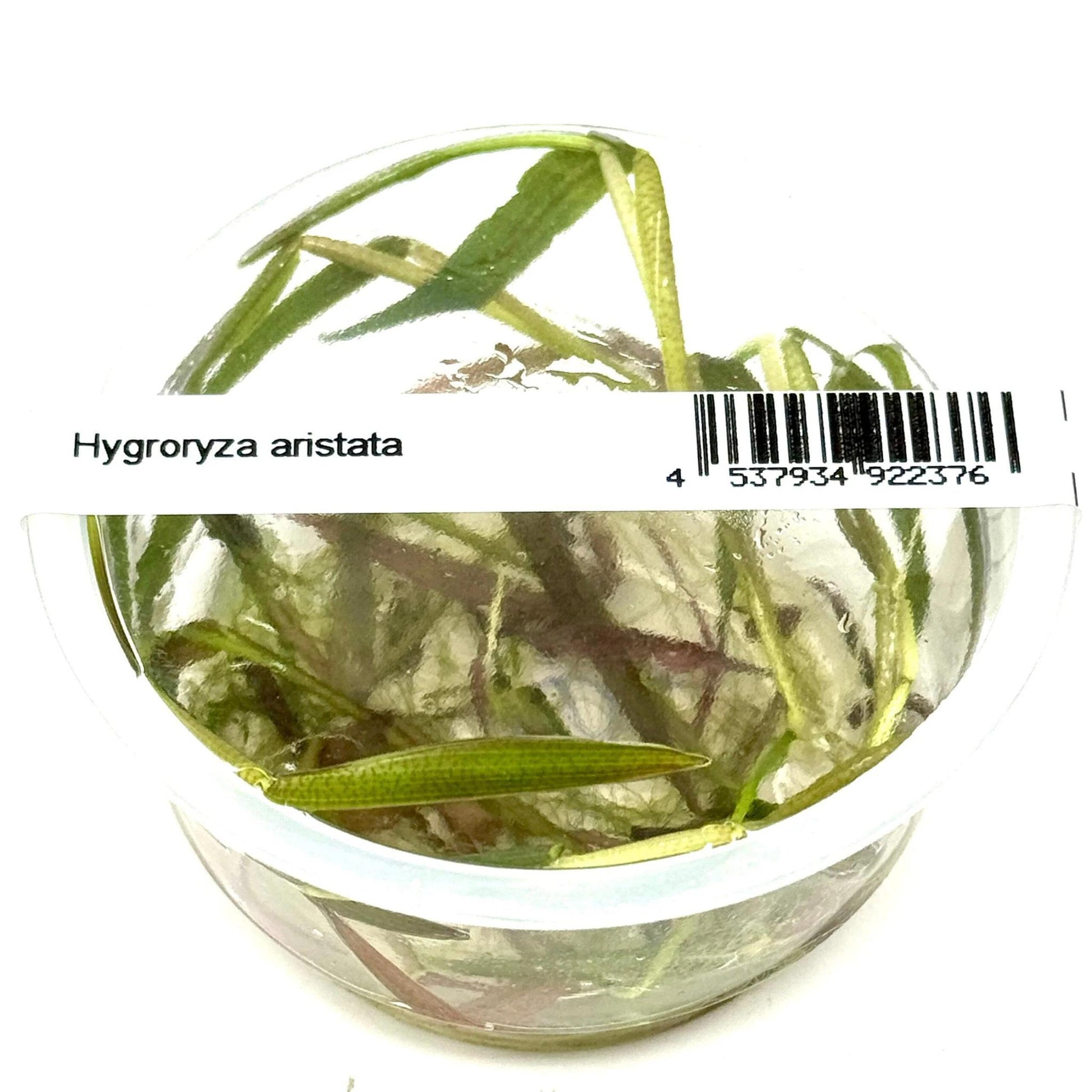 Hygroryza aristata - ADA TC - Planted Aquaria