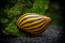 Nerite Snail -Zebra