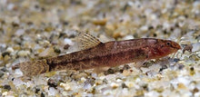Furcatus Loach