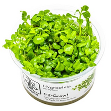 Hygrophila serpyllum - Tropica TC