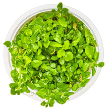 Hygrophila serpyllum - Tropica TC
